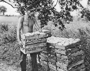 Stacking: German prisoner in Britain, 1946