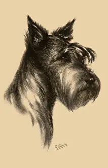 Schnauzer: German Schnauzer