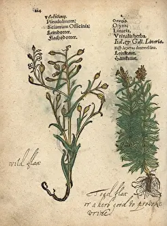 Herba: German sesame, Myagrum sativum, and toadflax