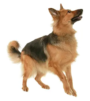Caniformia: German shepherd