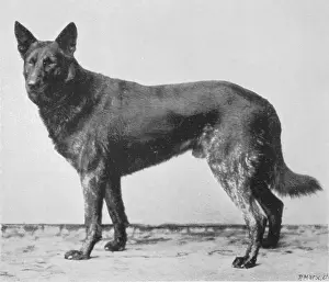 Beowulf: GERMAN SHEPHERD BEOWULF