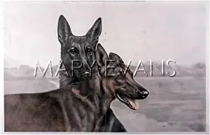 Mei - Consolidated Archive Holdings Ltd: GERMAN SHEPHERD (DANCHIN