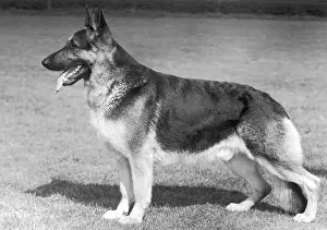 Shepherds: German Shepherd dog, 1960