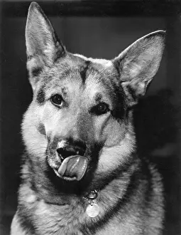 Robin Adler: German Shepherd dog