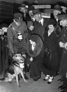 Alexanderplatz: German shepherd dog with a donation box for the SA in Berlin
