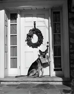 Stoop: German Shepherd Dog Sitting Front