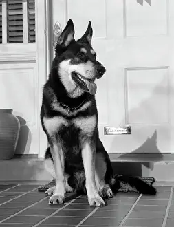Tagtag3: German Shepherd Dog Sitting Outside