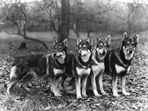 Shepherds: German Shepherd Dogs, by Fall