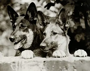 Alsatians: Two German Shepherd dogs looking over wall