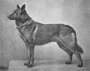 Schwaben: GERMAN SHEPHERD HECTOR