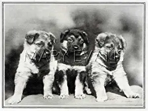 Arbuckle: GERMAN SHEPHERD PUPS