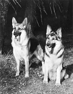 Shepherds: GERMAN SHEPHERDS 1969