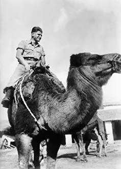 Paratrooper: German soldier on a camel, 1942