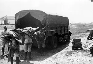 Beef: German soldiers load beef sides from a load car -