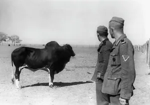 Kherson: German soldiers in Ukraine, 1941