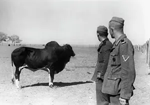 Kherson: German soldiers in Ukraine, 1941
