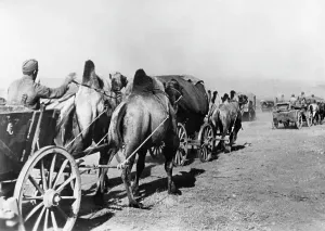 Dromedaries: German troops with dromedaries, 1942