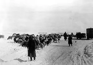 Cleared: German troops evacuate cattle, 1943
