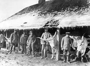Oxen: German troops in a village in the Carpathians, 1915