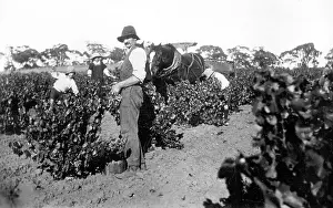 Viniculture: German vintner in Australia, 1932