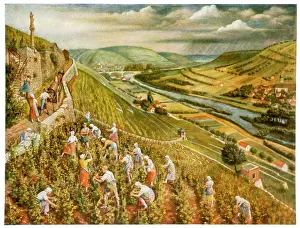 Weimar Archive: GERMAN WINE HARVEST