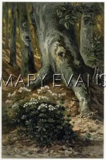 Woodruff: GERMAN WOODS 1913
