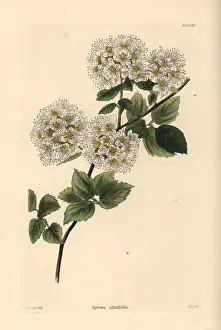 Shotter: Germander meadowsweet, Spiraea chamaedryfolia