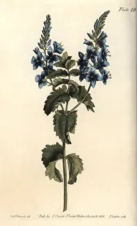 Germander: Germander speedwell, Veronica chamaedrys