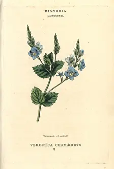 Germander: Germander speedwell, Veronica chamaedrys