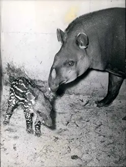 Tapirs: Germany - Lithuania - Poland