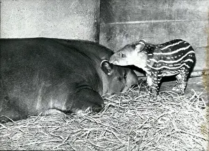 Hagenbeck: Germany - Lithuania - Poland