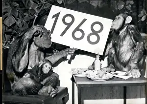 Chimps: Germany - Lithuania - Poland