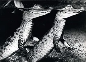 Crocodiles: Germany - Lithuania - Poland