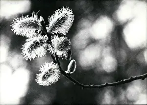 Sprout: Germany - Lithuania - Poland