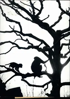 Gnarled: Germany - Lithuania - Poland