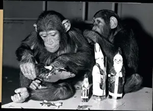 Chimps: Germany - Lithuania - Poland