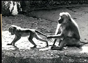 Baboons: Germany - Lithuania - Poland