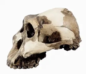 Olduvai: GERMANY. WEIMAR REPUBLIC (1929)