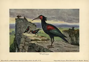 Tiere: Geronticus balcanicus, ancestral form of the