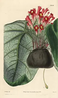 Tuberosa: Gesneria tuberosa