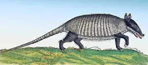 Classification: Gessner, Armadillo, 16th Century