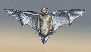 Classification: Gessner, Bat, 16th Century
