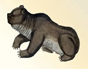 Classification: Gessner, Bear, 16th Century