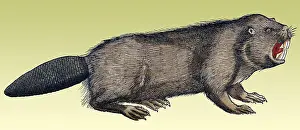 Classification: Gessner, Beaver, 16th Century
