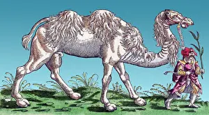 Classification: Gessner, Camel, 16th Century