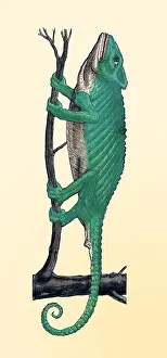 Classification: Gessner, Chameleon, 16th Century