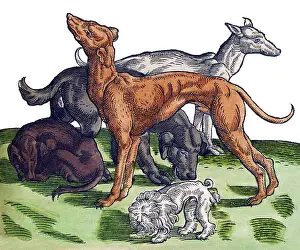 Classification: Gessner, Dogs, 16th Century