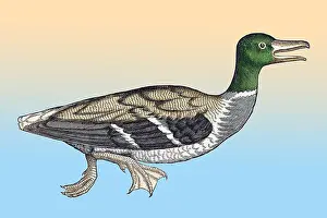 Classification: Gessner, Duck, 16th Century