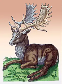 Classification: Gessner, Elk, 16th Century