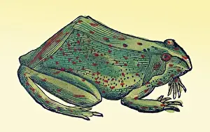 Classification: Gessner, Frog, 16th Century